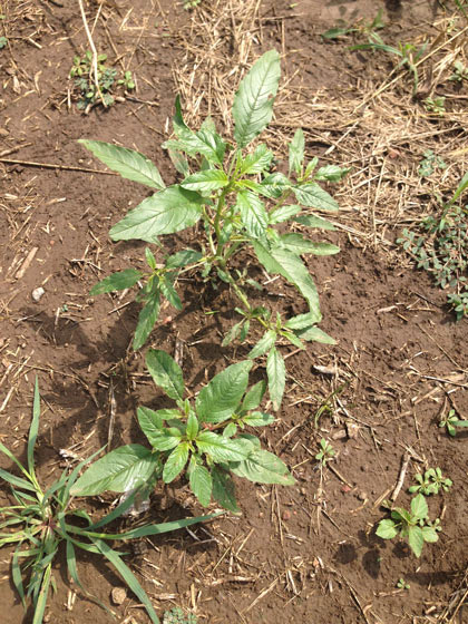 Waterhemp