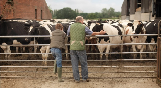farmers standing infront of a fenced in herd of cows