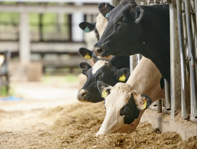cows eating feed