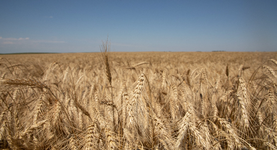 wheat field