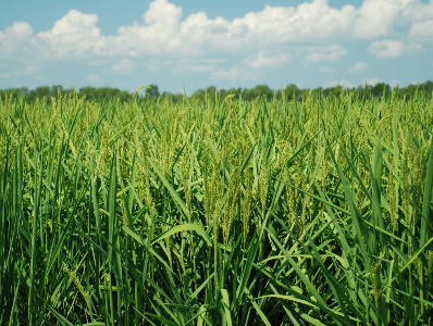 wheat field, still green and growing