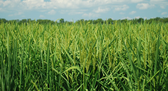 wheat field, still green and growing