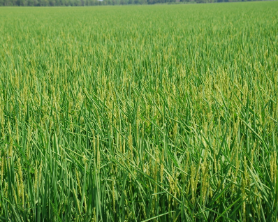 wheat field, still green and growing