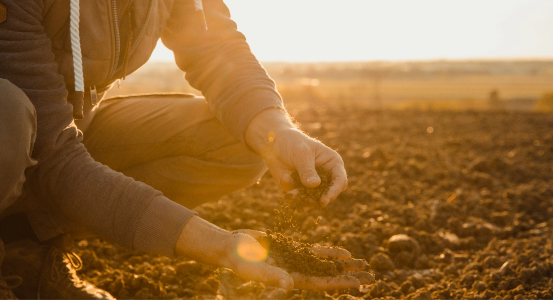 man crouching inspecting soil in a field