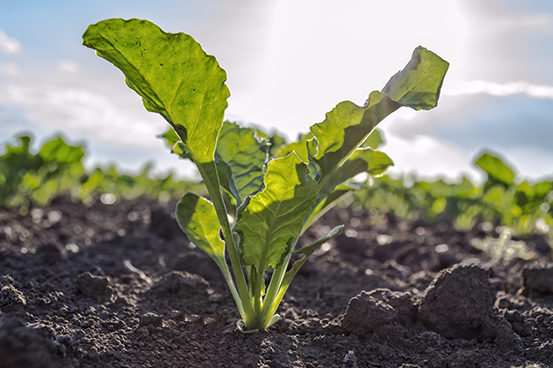 sugar beet plant growing in a field