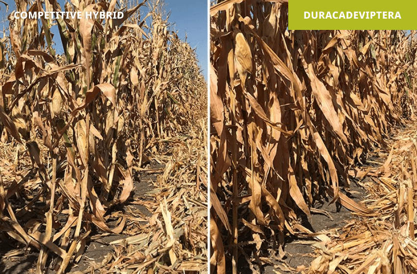 Non-traited hybrid (left) vs. Duracade hybrid (right) | Slater, IA 2021