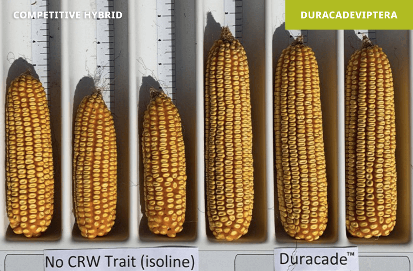 Non-traited hybrid (left) vs. Duracade hybrid (right) | Slater, IA 2021